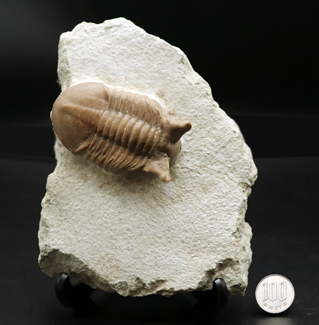 ニョキっと伸びた、太くで力強い眼にご注目下さい！文句なしの保存状態を誇るロシア産の三葉虫、アサフス・プンクテータス（Asaphus punctatus)の化石（その13）