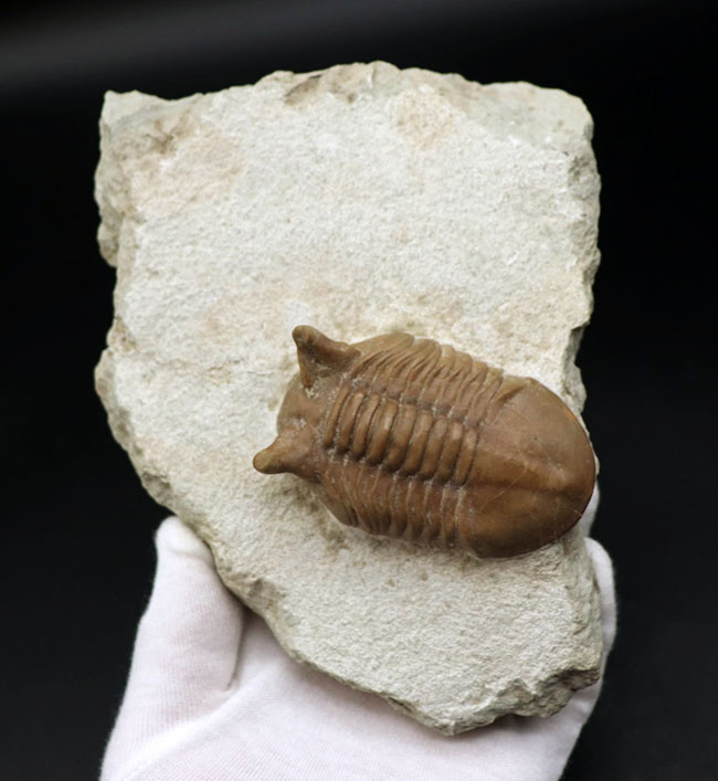 ニョキっと伸びた、太くで力強い眼にご注目下さい！文句なしの保存状態を誇るロシア産の三葉虫、アサフス・プンクテータス（Asaphus punctatus)の化石（その2）