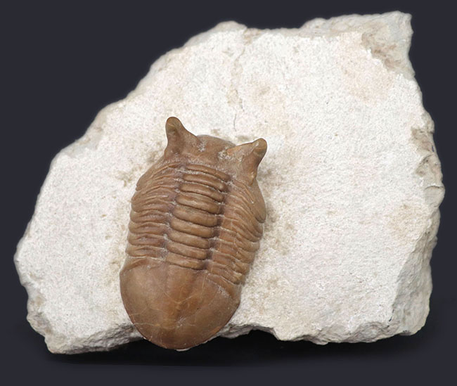 ニョキっと伸びた、太くで力強い眼にご注目下さい！文句なしの保存状態を誇るロシア産の三葉虫、アサフス・プンクテータス（Asaphus punctatus)の化石（その3）
