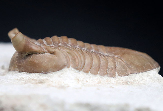ニョキっと伸びた、太くで力強い眼にご注目下さい！文句なしの保存状態を誇るロシア産の三葉虫、アサフス・プンクテータス（Asaphus punctatus)の化石（その5）