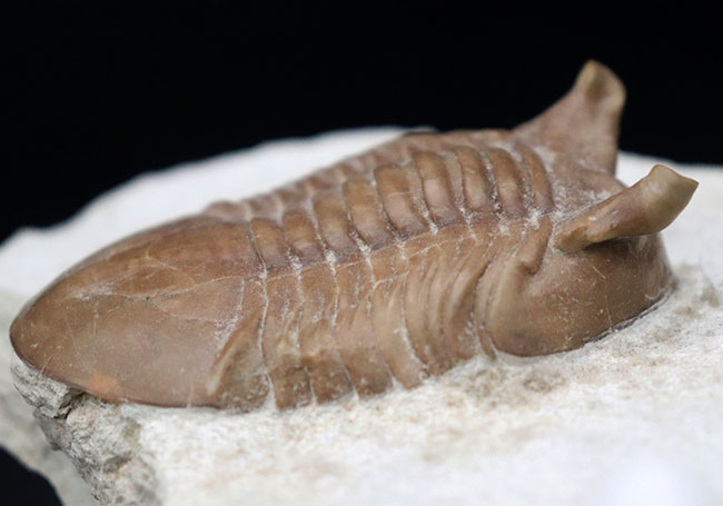 ニョキっと伸びた、太くで力強い眼にご注目下さい！文句なしの保存状態を誇るロシア産の三葉虫、アサフス・プンクテータス（Asaphus punctatus)の化石（その6）