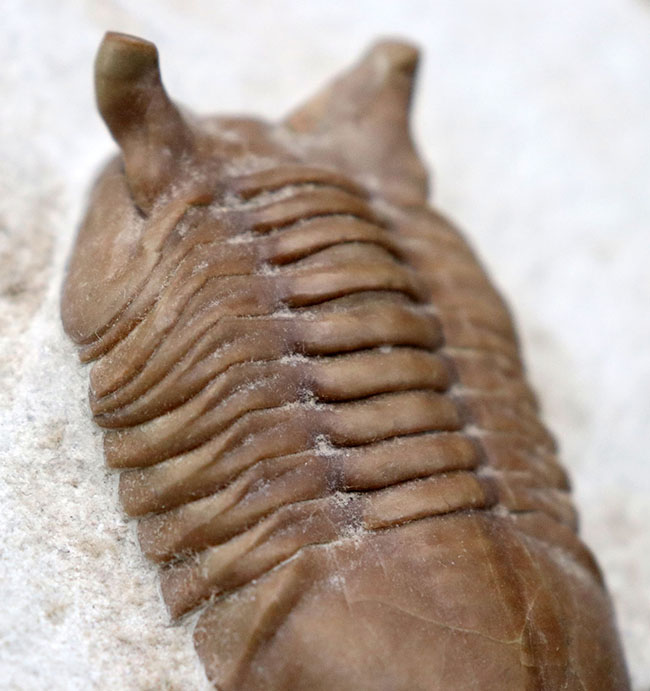 ニョキっと伸びた、太くで力強い眼にご注目下さい！文句なしの保存状態を誇るロシア産の三葉虫、アサフス・プンクテータス（Asaphus punctatus)の化石（その9）