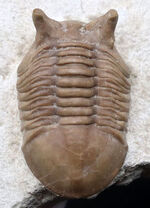 ニョキっと伸びた、太くで力強い眼にご注目下さい！文句なしの保存状態を誇るロシア産の三葉虫、アサフス・プンクテータス（Asaphus punctatus)の化石