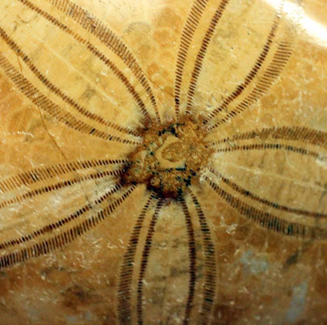 サンドクッキー？１億年以上前に棲息していた中生代ジュラ紀のウニの化石。大きい。（その2）