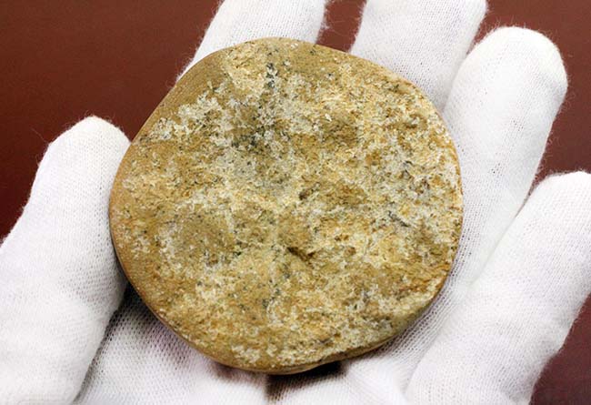 サンドクッキー？１億年以上前に棲息していた中生代ジュラ紀のウニの化石。大きい。（その6）