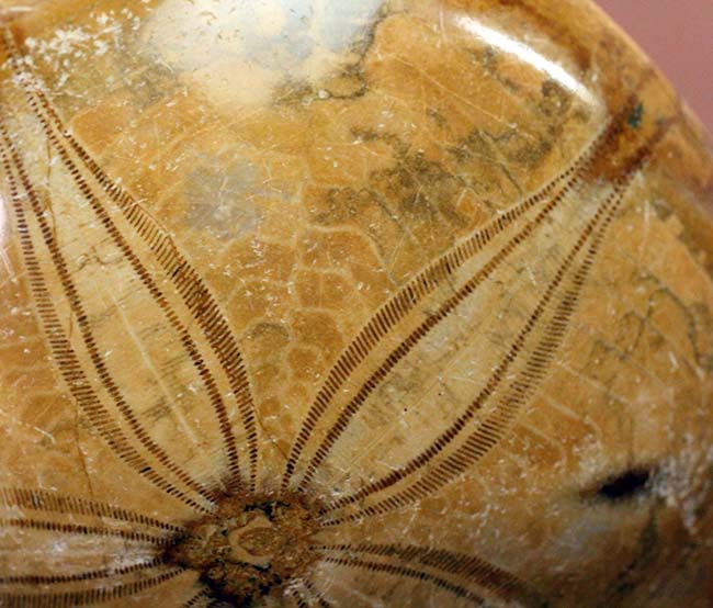 サンドクッキー？１億年以上前に棲息していた中生代ジュラ紀のウニの化石。大きい。（その7）