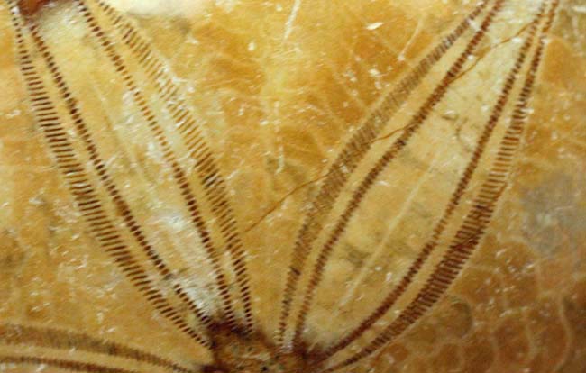 サンドクッキー？１億年以上前に棲息していた中生代ジュラ紀のウニの化石。大きい。（その8）