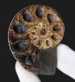 米国サウスダコタ州産のアンモナイト、ディスコスカフィテス（Discoscaphities）のハーフカット標本