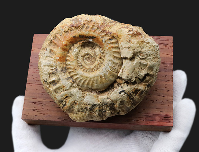 立体的で味わい深い！アンモナイトコレクター必見！イングランド・ソマセットで採集されたジュラ紀アンモナイト、ヒルドセラス（Hildoceras）の化石。木製台座付き（その1）