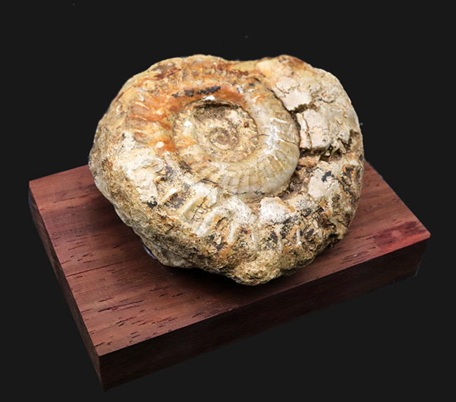 立体的で味わい深い！アンモナイトコレクター必見！イングランド・ソマセットで採集されたジュラ紀アンモナイト、ヒルドセラス（Hildoceras）の化石。木製台座付き（その2）
