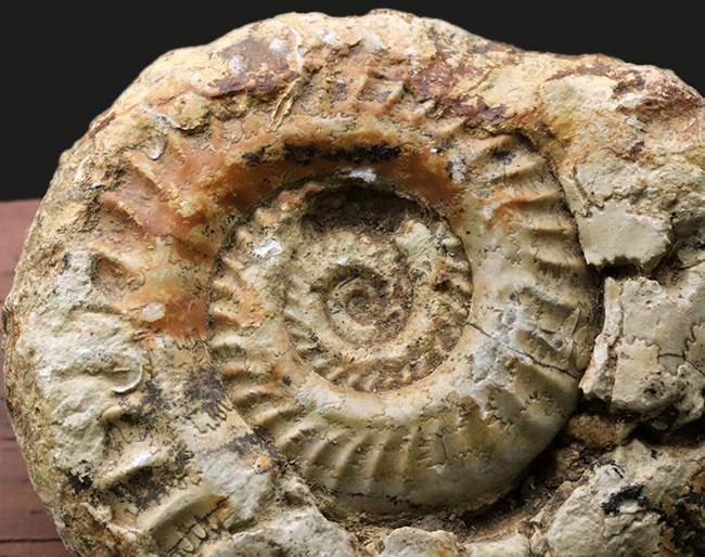 立体的で味わい深い！アンモナイトコレクター必見！イングランド・ソマセットで採集されたジュラ紀アンモナイト、ヒルドセラス（Hildoceras）の化石。木製台座付き（その3）