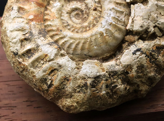 立体的で味わい深い！アンモナイトコレクター必見！イングランド・ソマセットで採集されたジュラ紀アンモナイト、ヒルドセラス（Hildoceras）の化石。木製台座付き（その4）