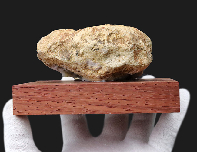 立体的で味わい深い！アンモナイトコレクター必見！イングランド・ソマセットで採集されたジュラ紀アンモナイト、ヒルドセラス（Hildoceras）の化石。木製台座付き（その5）