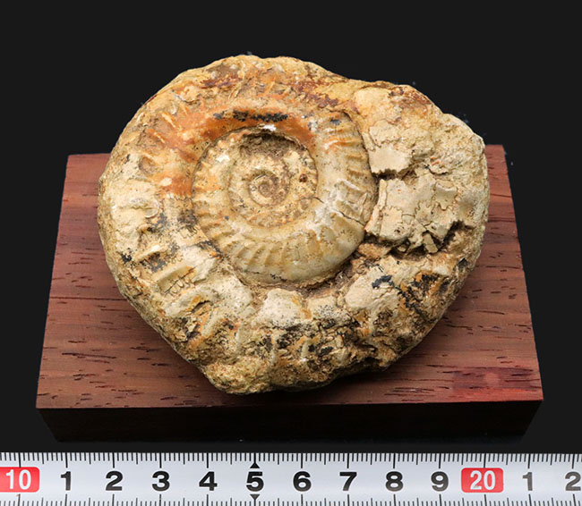 立体的で味わい深い！アンモナイトコレクター必見！イングランド・ソマセットで採集されたジュラ紀アンモナイト、ヒルドセラス（Hildoceras）の化石。木製台座付き（その7）