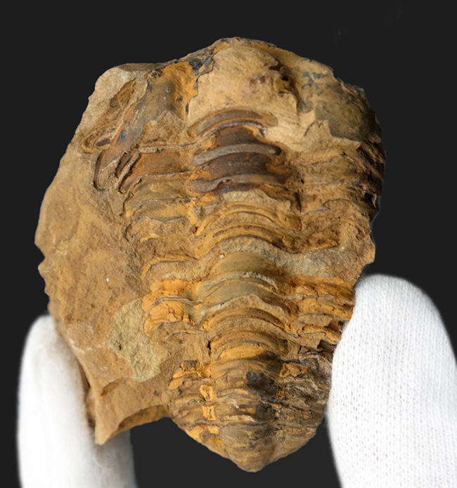 モロッコ産のオルドビス紀の三葉虫、ディアカリメネ・ウーズレグイのノジュール化石（その1）