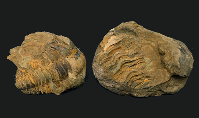 モロッコ産のオルドビス紀の三葉虫、ディアカリメネ・ウーズレグイのノジュール化石（その2）