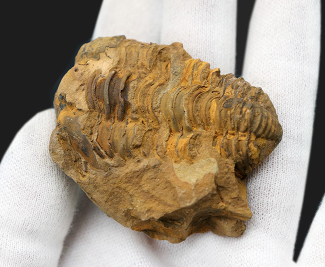 モロッコ産のオルドビス紀の三葉虫、ディアカリメネ・ウーズレグイのノジュール化石（その3）