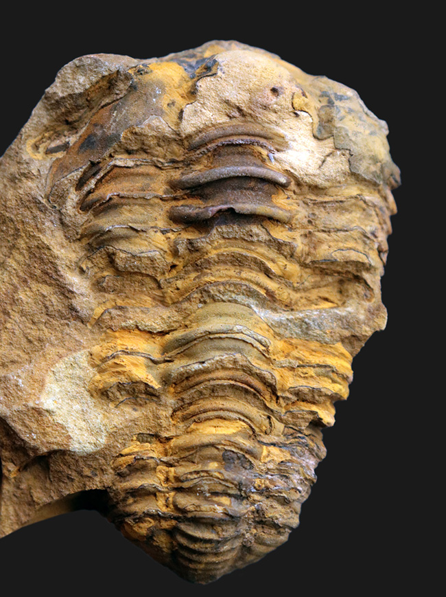 モロッコ産のオルドビス紀の三葉虫、ディアカリメネ・ウーズレグイのノジュール化石（その5）