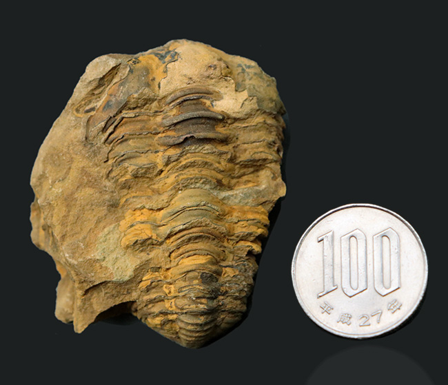 モロッコ産のオルドビス紀の三葉虫、ディアカリメネ・ウーズレグイのノジュール化石（その8）