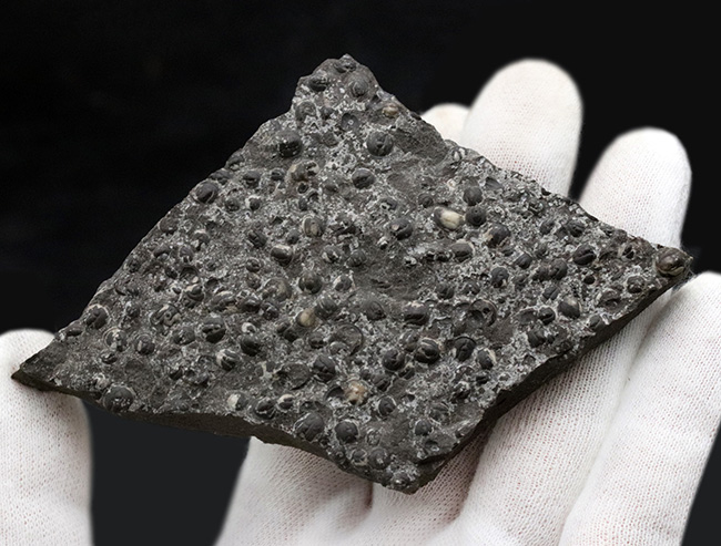 数え切れない!スウェーデン産の極めて初期の豆のような三葉虫、アグノスタス・ピシフォルミス(Agnostus pisiformis)の群集化石(その3)