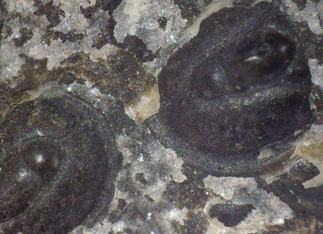数え切れない！スウェーデン産の極めて初期の豆のような三葉虫、アグノスタス・ピシフォルミス（Agnostus pisiformis）の群集化石（その4）