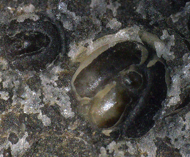 数え切れない！スウェーデン産の極めて初期の豆のような三葉虫、アグノスタス・ピシフォルミス（Agnostus pisiformis）の群集化石（その5）