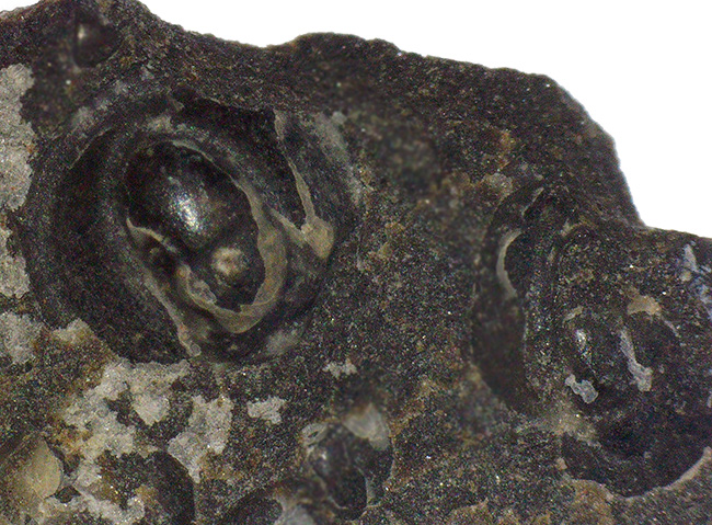 数え切れない！スウェーデン産の極めて初期の豆のような三葉虫、アグノスタス・ピシフォルミス（Agnostus pisiformis）の群集化石（その6）