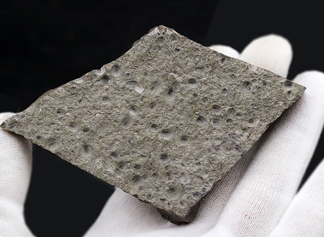 数え切れない!スウェーデン産の極めて初期の豆のような三葉虫、アグノスタス・ピシフォルミス(Agnostus pisiformis)の群集化石(その7)