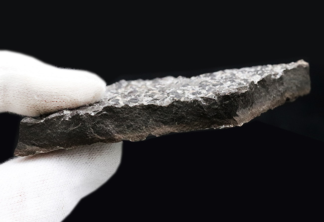 数え切れない!スウェーデン産の極めて初期の豆のような三葉虫、アグノスタス・ピシフォルミス(Agnostus pisiformis)の群集化石(その9)