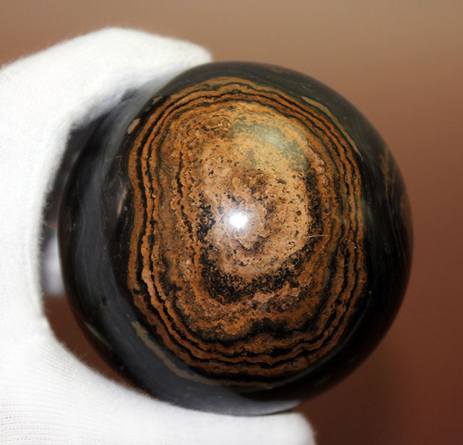 つるつるで超ビッグ!野球ボールサイズのストロマトライト。重さにして580グラム。(Stromatolite)(その1)