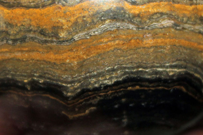 つるつるで超ビッグ!野球ボールサイズのストロマトライト。重さにして580グラム。(Stromatolite)(その6)