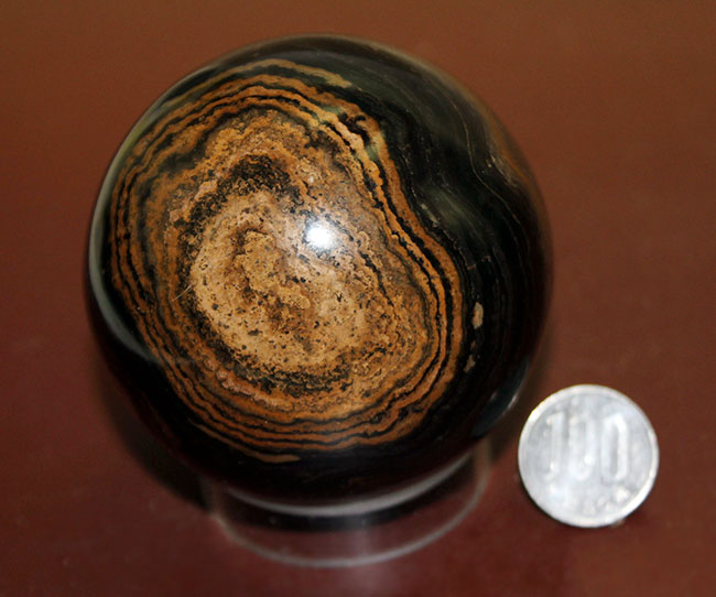 つるつるで超ビッグ!野球ボールサイズのストロマトライト。重さにして580グラム。(Stromatolite)(その9)