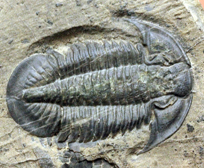 三葉虫のヘビーコレクター限定標本!貴方はこの三葉虫を知っていますか?三葉虫、パラセチュアネラ(Paraszechuanella sp.)(その1)