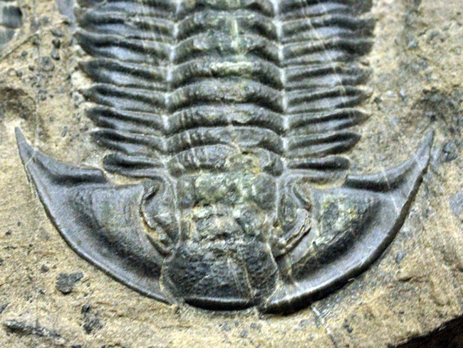 三葉虫のヘビーコレクター限定標本!貴方はこの三葉虫を知っていますか?三葉虫、パラセチュアネラ(Paraszechuanella sp.)(その12)