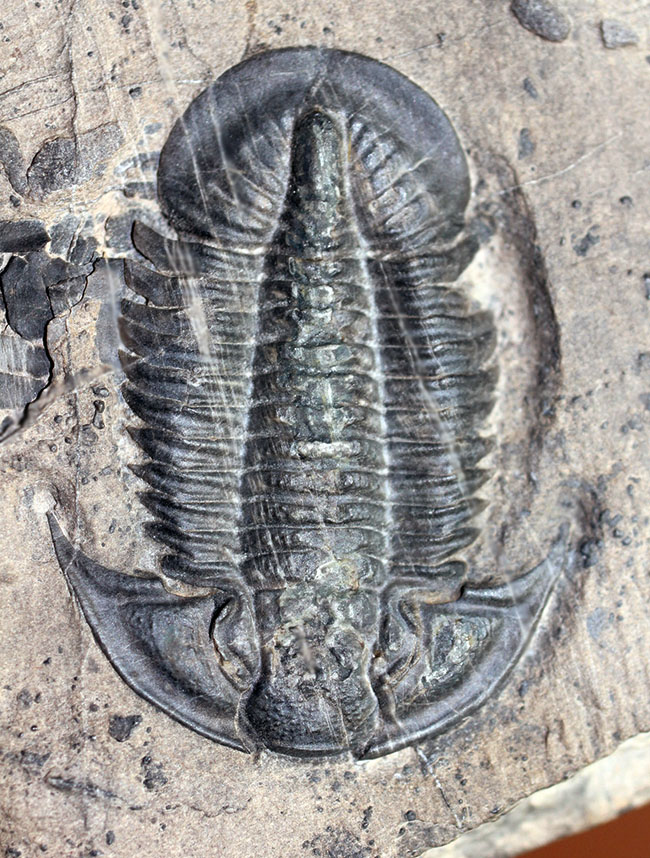 三葉虫のヘビーコレクター限定標本!貴方はこの三葉虫を知っていますか?三葉虫、パラセチュアネラ(Paraszechuanella sp.)(その3)