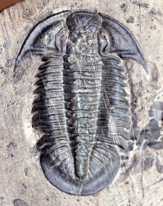 三葉虫のヘビーコレクター限定標本!貴方はこの三葉虫を知っていますか?三葉虫、パラセチュアネラ(Paraszechuanella sp.)(その4)