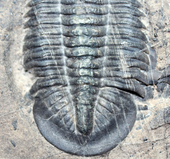 三葉虫のヘビーコレクター限定標本!貴方はこの三葉虫を知っていますか?三葉虫、パラセチュアネラ(Paraszechuanella sp.)(その6)