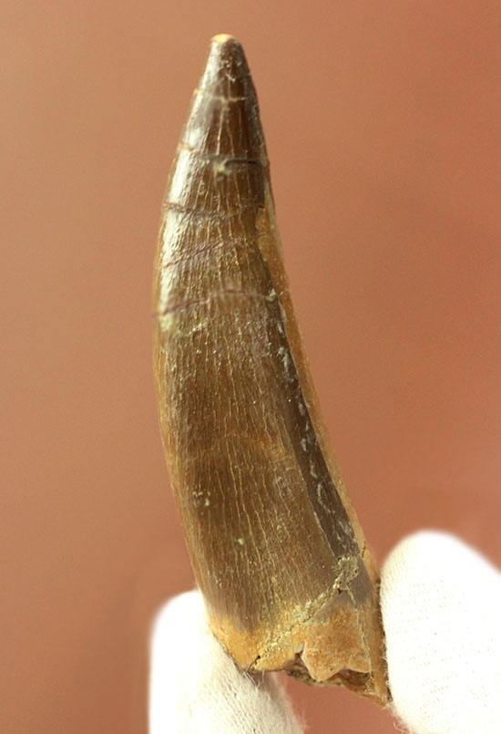 2011年に記載された首長竜の新属ザラファサウラの上質歯化石(Zarafasaura oceanis)(その3)