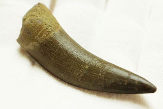 2011年に記載された首長竜の新属ザラファサウラの上質歯化石(Zarafasaura oceanis)(その5)