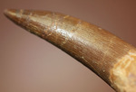 2011年に記載された首長竜の新属ザラファサウラの上質歯化石（Zarafasaura oceanis）