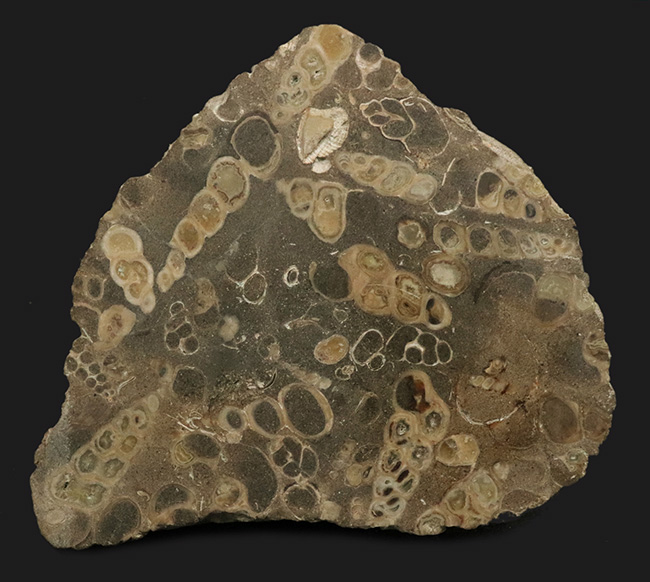 ビッグサイズ、１２センチ級、８８０グラム！無数のツリテラが眠る５０００万年前の石、古代の巻き貝、ツリテラ（Turritella）の群集標本（その1）