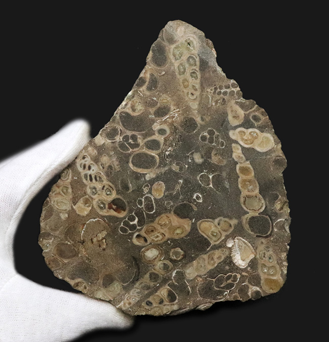 ビッグサイズ、１２センチ級、８８０グラム！無数のツリテラが眠る５０００万年前の石、古代の巻き貝、ツリテラ（Turritella）の群集標本（その3）