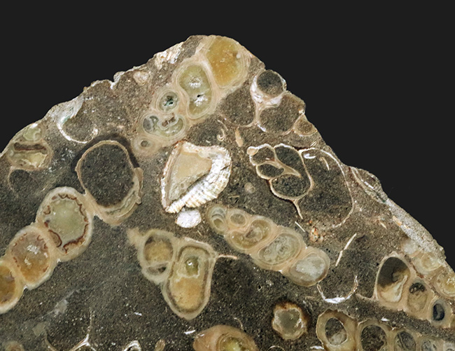 ビッグサイズ、１２センチ級、８８０グラム！無数のツリテラが眠る５０００万年前の石、古代の巻き貝、ツリテラ（Turritella）の群集標本（その4）