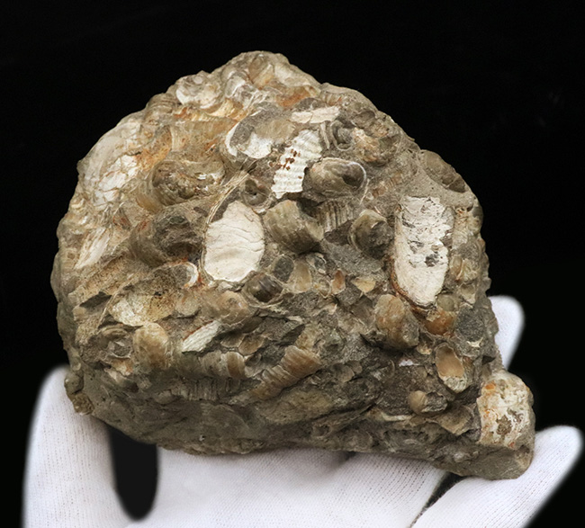 ビッグサイズ、12センチ級、880グラム!無数のツリテラが眠る5000万年前の石、古代の巻き貝、ツリテラ(Turritella)の群集標本(その5)