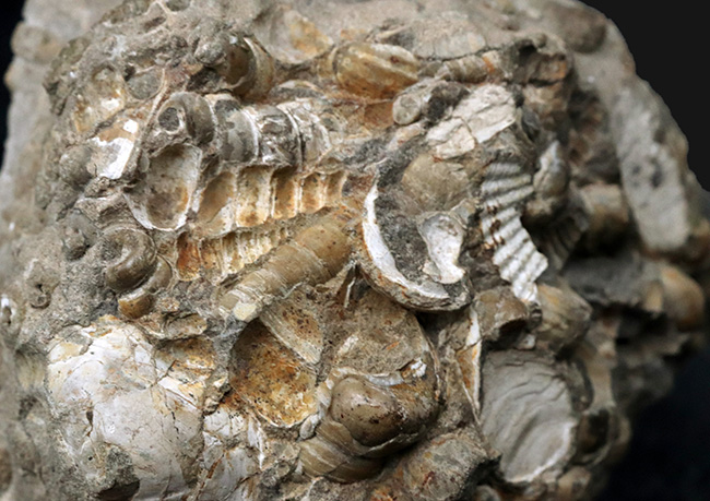 ビッグサイズ、12センチ級、880グラム!無数のツリテラが眠る5000万年前の石、古代の巻き貝、ツリテラ(Turritella)の群集標本(その6)