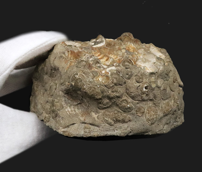 ビッグサイズ、１２センチ級、８８０グラム！無数のツリテラが眠る５０００万年前の石、古代の巻き貝、ツリテラ（Turritella）の群集標本（その7）