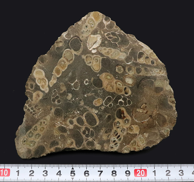 ビッグサイズ、１２センチ級、８８０グラム！無数のツリテラが眠る５０００万年前の石、古代の巻き貝、ツリテラ（Turritella）の群集標本（その8）