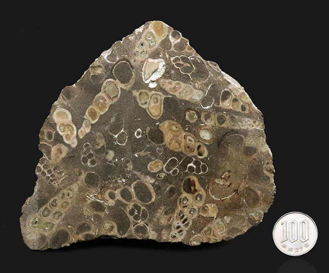 松 ツノ貝 北海道産 910～760万年前の化石 松様専用 ツノ貝