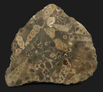 ビッグサイズ、１２センチ級、８８０グラム！無数のツリテラが眠る５０００万年前の石、古代の巻き貝、ツリテラ（Turritella）の群集標本