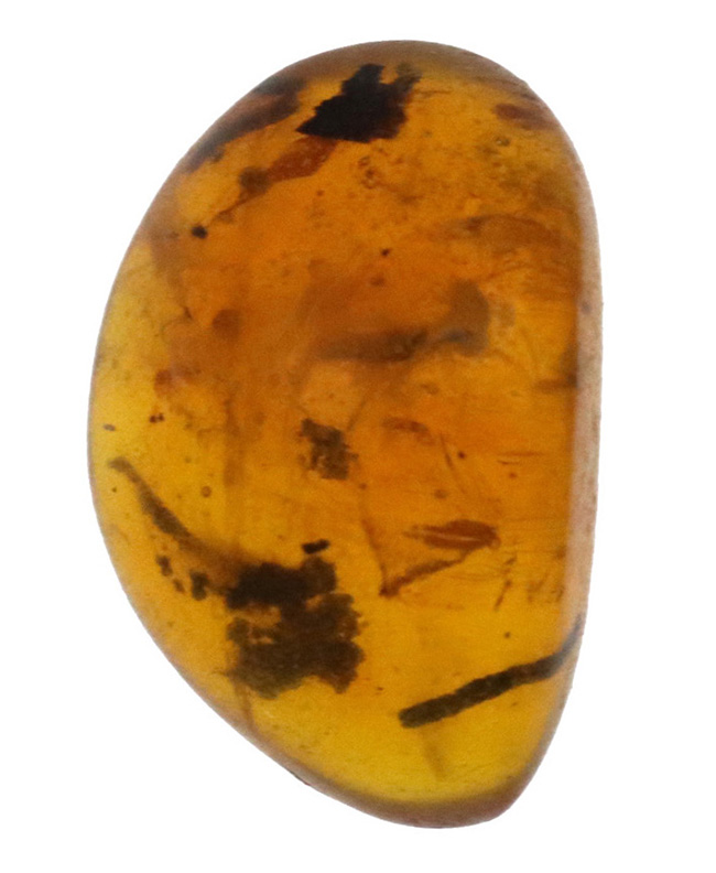 植物片多数内包！世界的産地の一つ、ドミニカから発見された、約３０００万年前の琥珀（Amber）（その2）